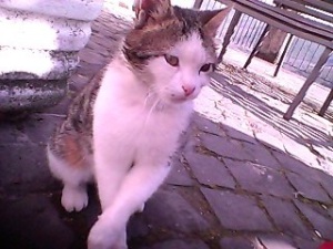 foto gato roma